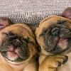Come addestrare il tuo nuovo cucciolo a fare i bisogni