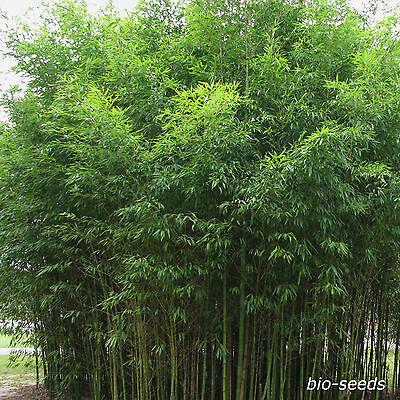 Idrogreen