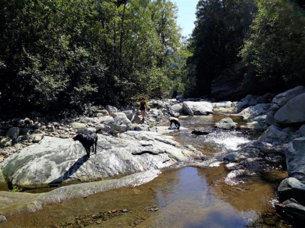 dogsitting, gruppi di dogtrekking e socializzazioni - Foto 31