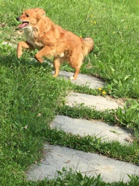 Dogs Accademy - Foto 4